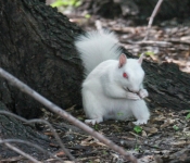 2016 06 11 WildLife MPLS 104